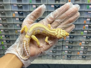 M-6 | TREMPER BOLD STRIPE - JANTAN