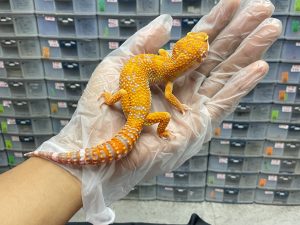 M-61 | TREMPER TANGERINE PH. ECLIPSE - JANTAN