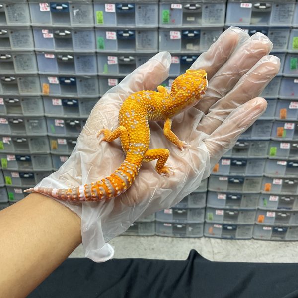 M-61 | TREMPER TANGERINE PH. ECLIPSE - JANTAN