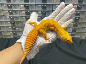 F-158 | SUNGLOW - BETINA OVUL