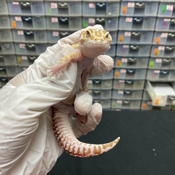F-29 | TREMPER MACKSNOW BOLD STRIPE - BETINA OVUL - Image 2
