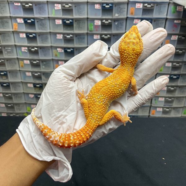 F-22 | TREMPER LAVENDER LINE SUNSPOT - BETINA OVUL