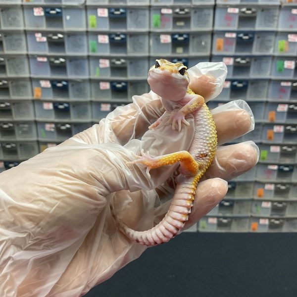 J-18 | JUNGLE TANGERINE H. TREMPER - JANTAN - Image 2
