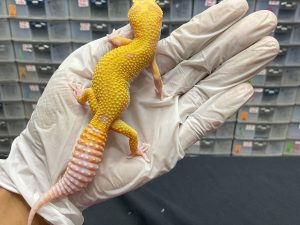 J-99 | WHITE N YELLOW RAPTOR - BETINA