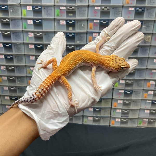 F-112 | SUPER HYPO TANGERINE - BETINA