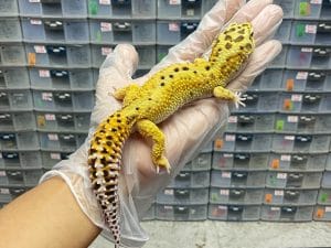 P-52 | TANGERINE HET RAPTOR POSS GIANT - 71g - JANTAN