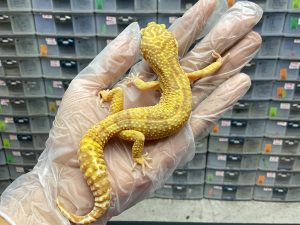 M-22 | TREMPER - JANTAN