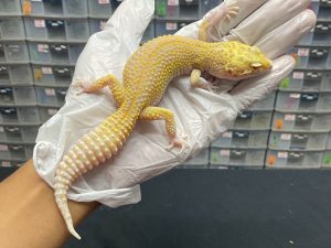 F-36 | RADAR - BETINA OVUL