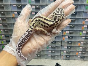 M-64 | BOLD STRIPE POSS MACKSNOW PH. T - JANTAN