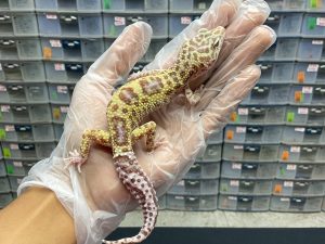 M-2 | TREMPER MACKSNOW ECLIPSE - JANTAN