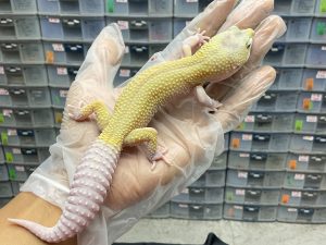 M-60 | MURPHY - JANTAN