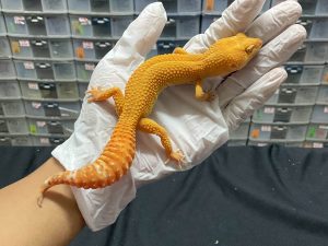 F-159 | SUNGLOW - BETINA