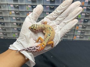 J-107 | EMERINE PH. RAPTOR - BETINA