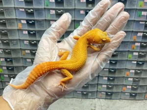 P-18 | SUNGLOW - BETINA