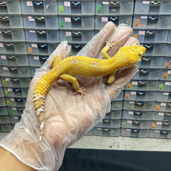 M-48 | HYPO ALBINO PH. RAPTOR - JANTAN