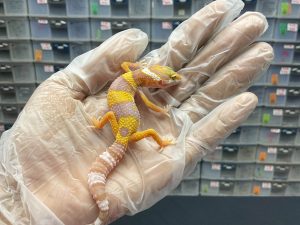 J-46 | TREMPER H. BLAZING BLIZZARD - JANTAN