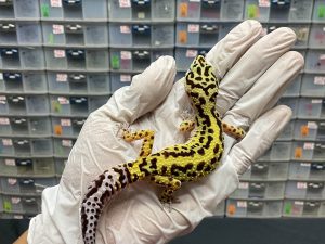 F-127 | BOLD STRIPE LINE AFGHAN BLOOD LINE H. RAPTOR - BETINA