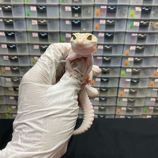 F-92 | MACKSNOW TREMPER POSSIBLE WHITE N YELLOW H. RAPTOR - BETINA - Image 2