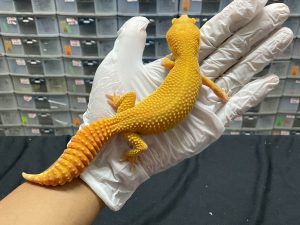 F-143 | SUNGLOW GIANT - BETINA OVUL