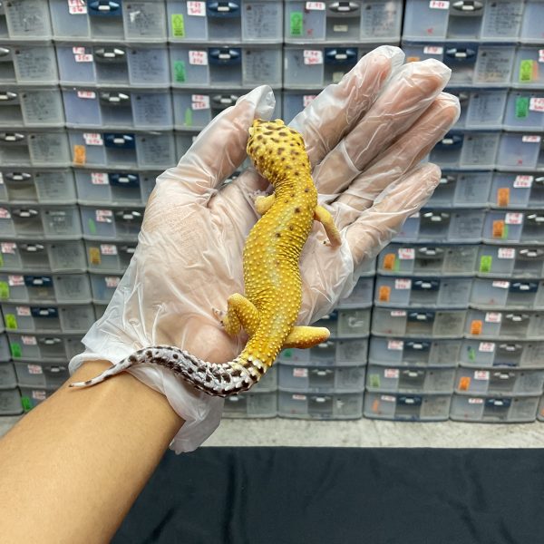 M-9 | TOMATO EMERINE PH. TREMPER - JANTAN