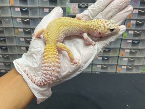 F-56 | WHITE N YELLOW ECLIPSE H. RADAR - BETINA OVUL