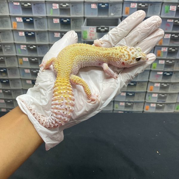 F-56 | WHITE N YELLOW ECLIPSE H. RADAR - BETINA OVUL
