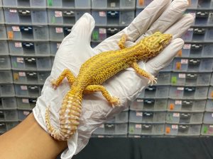 F-4 | BELL BOLD STRIPE - BETINA OVUL