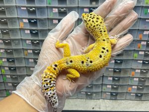 M-23 | TANGERINE POSSIBLE GIANT - JANTAN