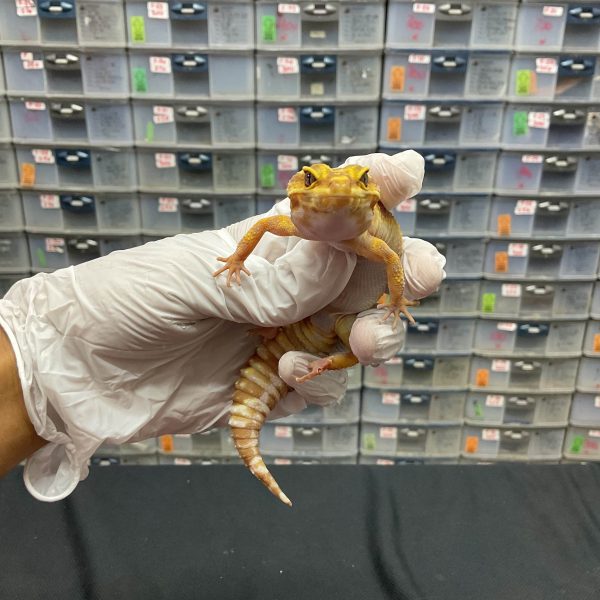 F-2 | TREMPER - BETINA - Image 2