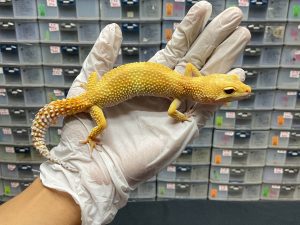 F-122 | SHTCT H. TREMPER - BETINA OVUL