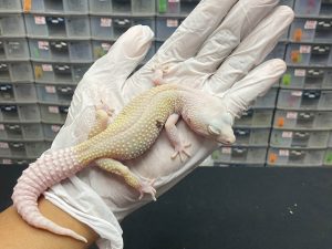 F-62 | WHITE KNIGHT - BETINA OVUL