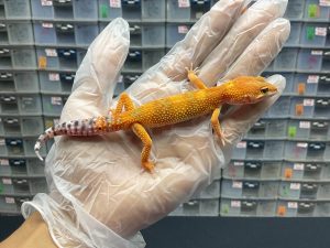 J-10 | HYPO TANGERINE PH. TREMPER - BETINA