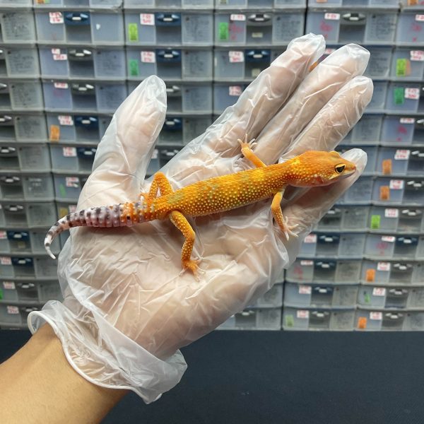 J-10 | HYPO TANGERINE PH. TREMPER - BETINA