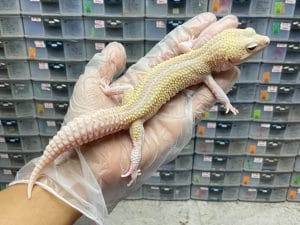 P-57 | ULAT BAMBU - JANTAN