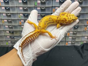 F-161 | TREMPER STRIPE - BETINA