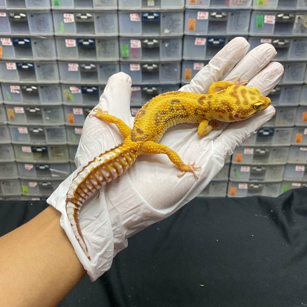 F-161 | TREMPER STRIPE - BETINA