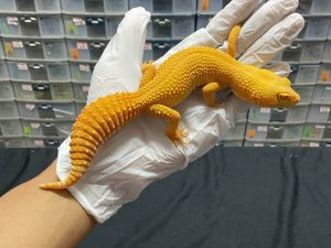 F-133 | SUNGLOW - BETINA OVUL