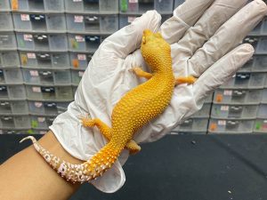 F-18 | TREMPER EMERINE - BETINA OVUL