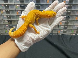 F-148 | SUNGLOW - BETINA OVUL