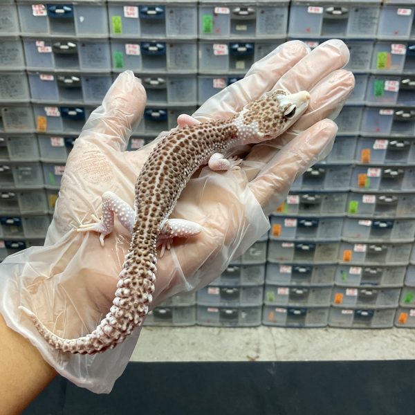 P-8 | PIED - BETINA