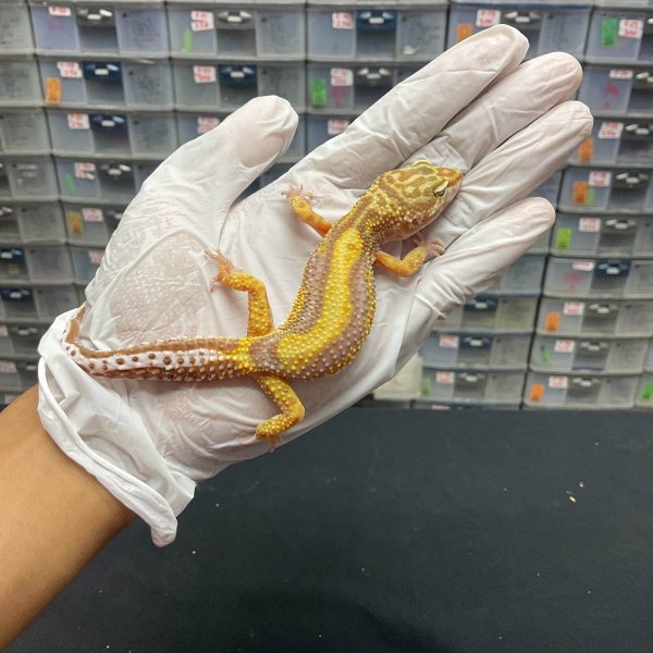 F-61 | TREMPER BOLD STRIPE - BETINA