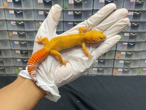 J-71 | SHTCTB LINE TOMATO DARK TANGERINE - BETINA