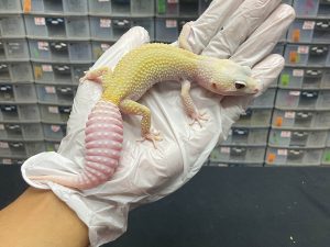 F-53 | BLAZING BLIZZARD RAPTOR - BETINA OVUL