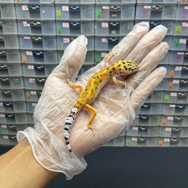 J-9 | JUNGLE TANGERINE RED STRIPE PH. TREMPER - JANTAN