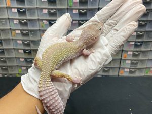 F-20 | MURPHY PATTERNLESS - BETINA OVUL