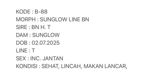 B-88 | SUNGLOW LINE BLACKNIGHT - INC. JANTAN - Image 3
