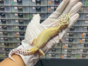 F-125 | HYPO PATTERNLESS H. TREMPER - BETINA OVUL