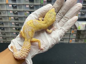 F-27 | MACKSNOW RAPTOR LINE ULBAM - BETINA OVUL