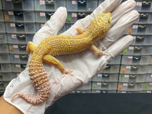 F-85 | MACKSNOW RAPTOR PH. MURPHY - BETINA