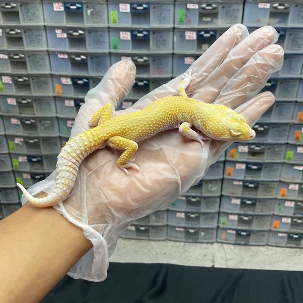 M-72 | MACKSNOW RAPTOR POSSIBLE MURPHY - JANTAN
